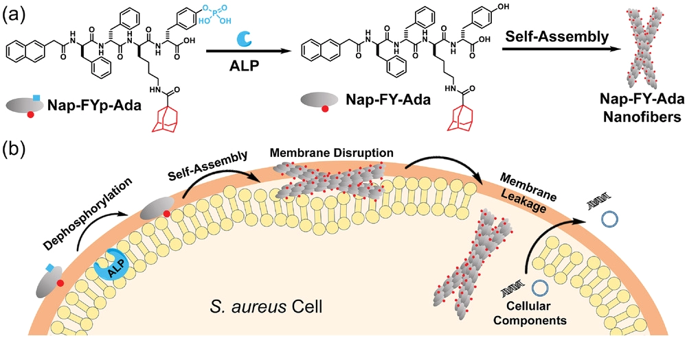 March 2 , Congratulations! Wenjun Zhan's Paper Titled "Enzymatic Self ...